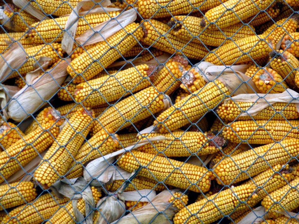 Cereals agriculture france