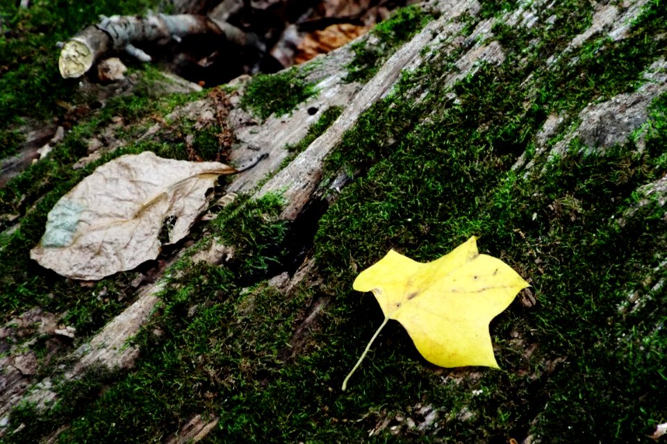 Forest, Leaves, Nature