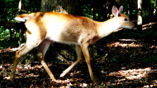 Whitetail doe, Deer, Animals