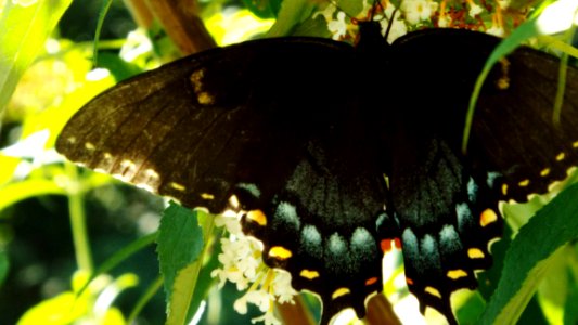 North potomac, United states, Black swallowtail butterfly