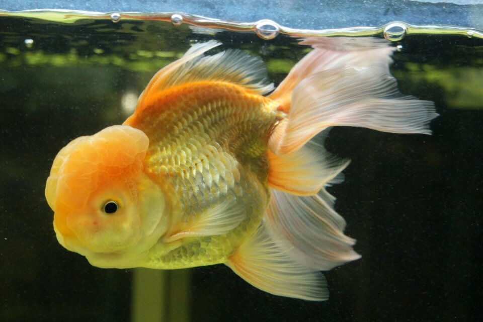 Bubbles orange fish