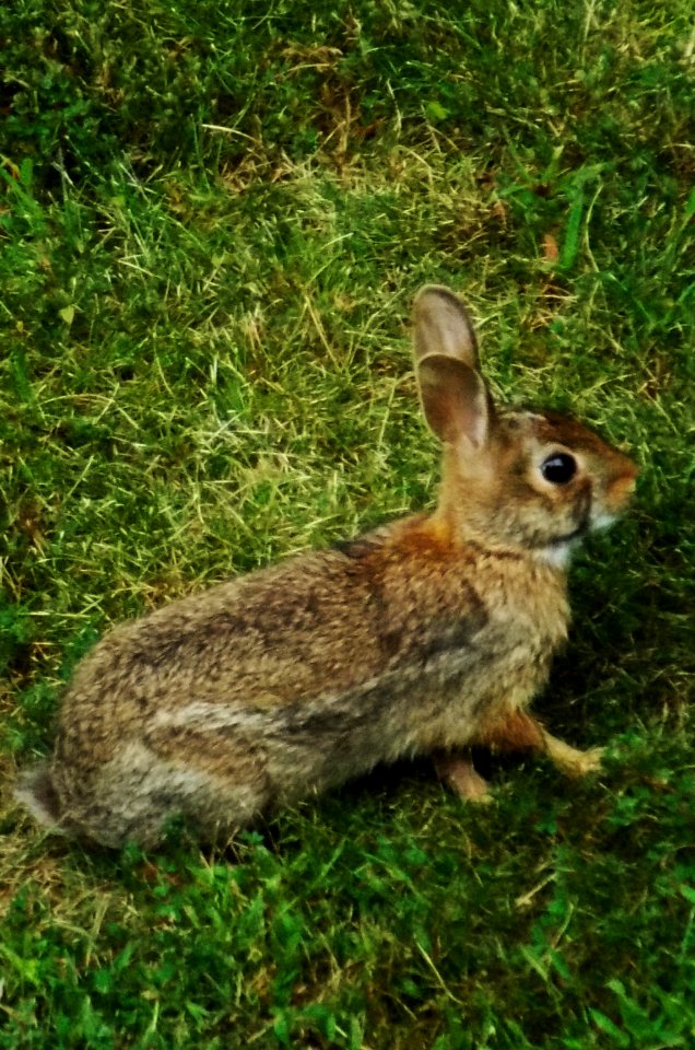 North potomac, United states, Rabbit