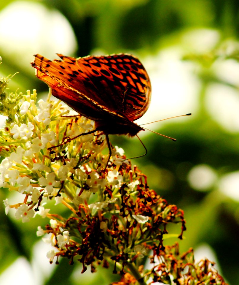 North potomac, Butterfly, Naturephotography