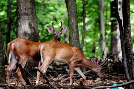 North potomac, United states, Doe