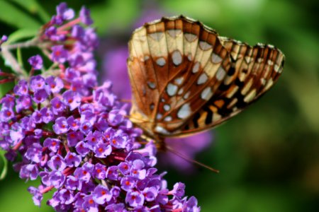 Silverbordered fritallary, Insect, Butterfly photo