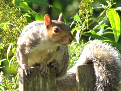 Nature, Squirrel, Wildlife photography photo