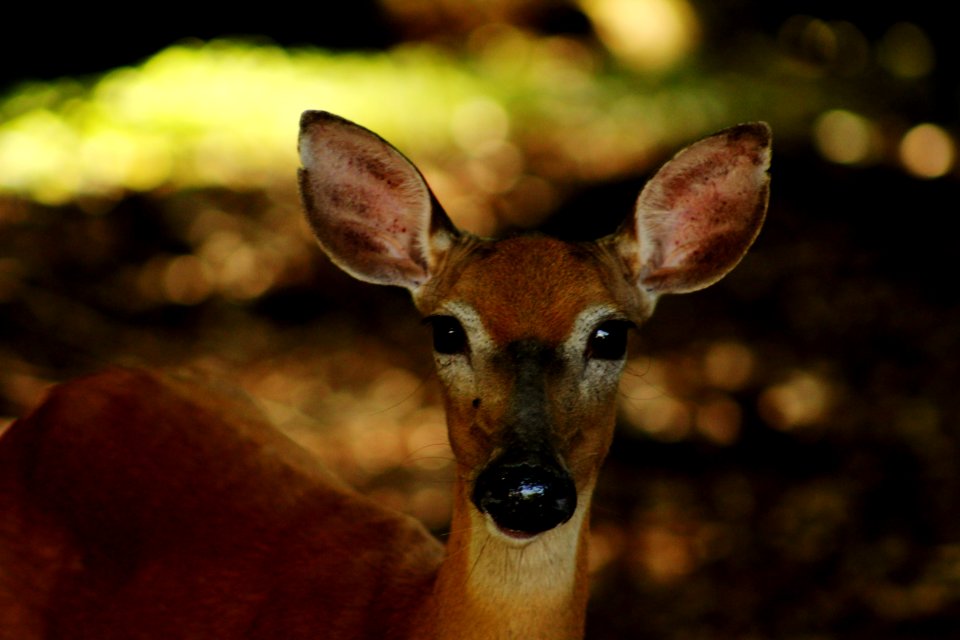 North potomac, Gaithersburg, United states