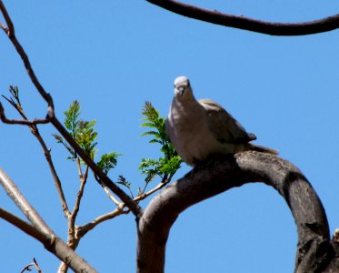 Africa, Bird photo