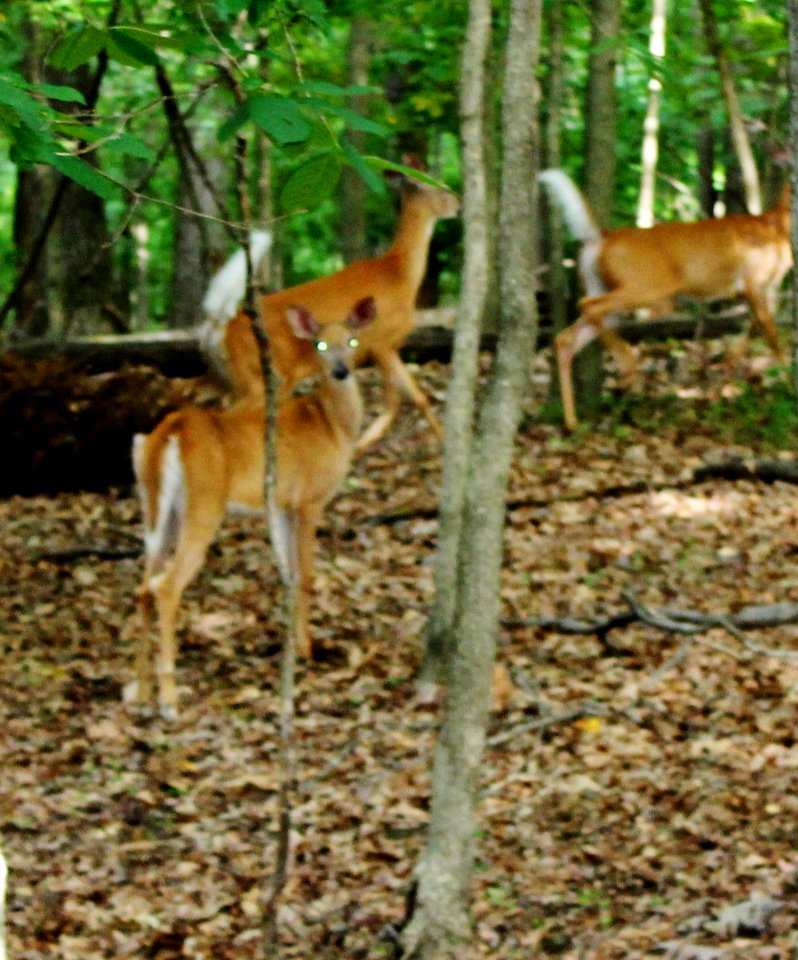 Animals, Forest, Whitetail deer