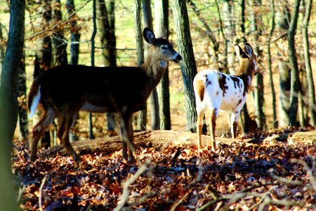 North potomac, United states, Piebald whitetail fawn