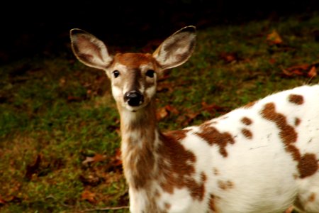 Piebald whitetail fawn, Whitetail deer, Deer