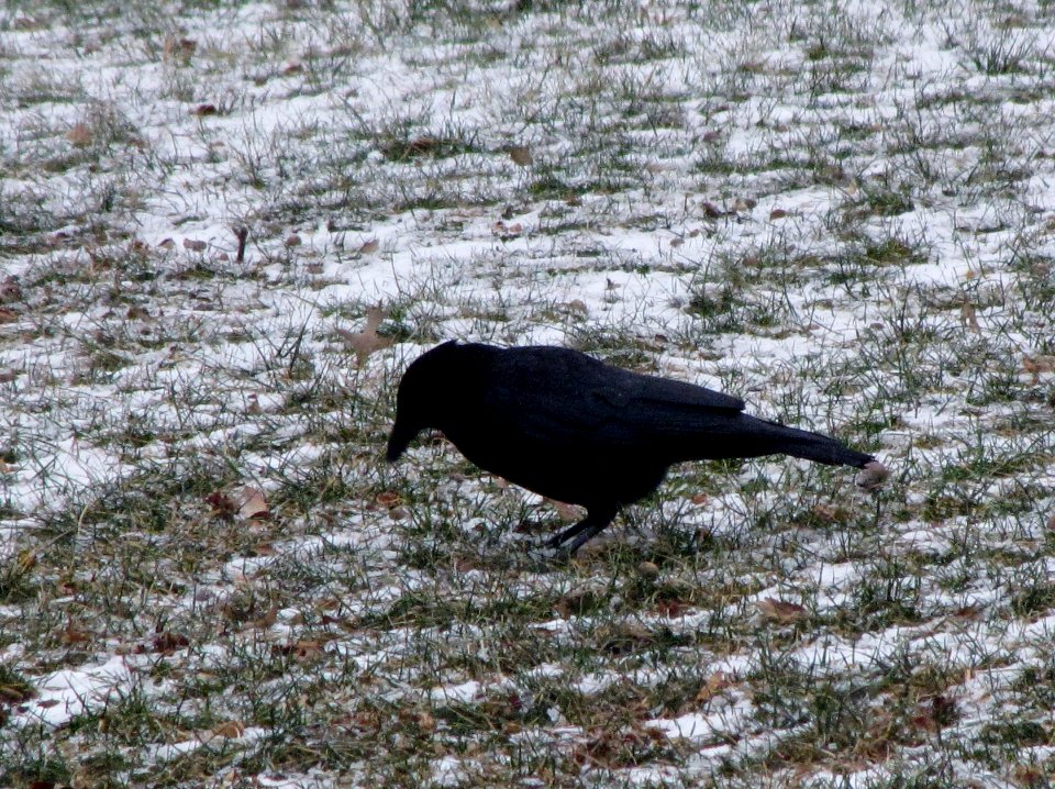 Birds, Crow, Nature photography