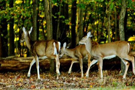 Whitetail deer, Deer, Animals photo