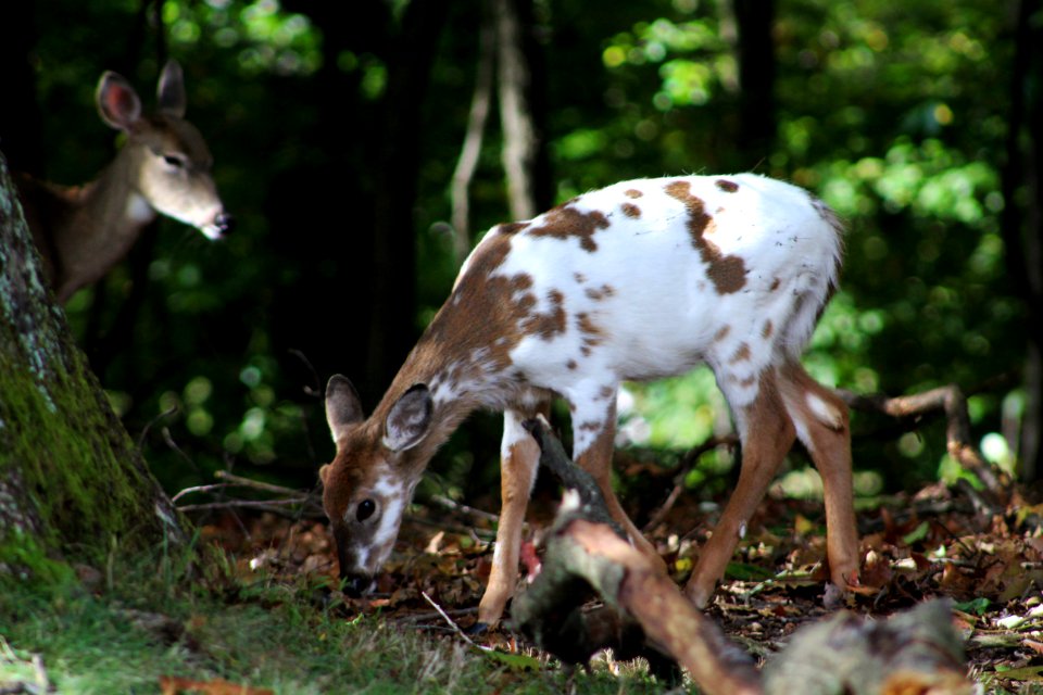 Piebald whitetail fawn, Whitetail deer, Deer