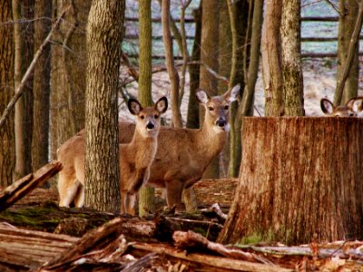 North potomac, United states, Deer