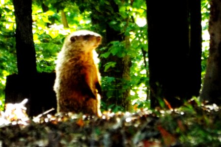Groundhog, Animals, Nature photography