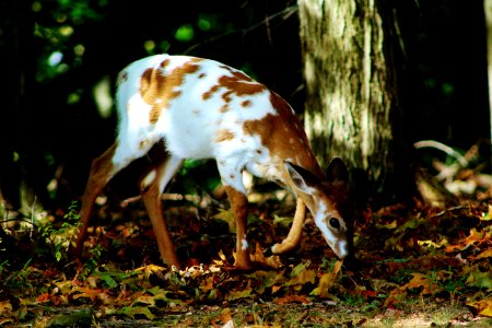North potomac, United states, Piebald fawn