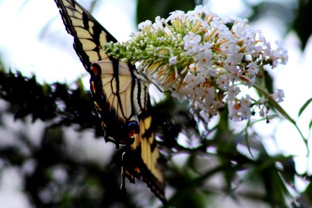 A large orangish white butterfly on white flowers. photo