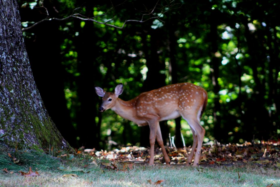 Whitetail fawn, Deer, Animals