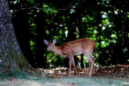 Whitetail fawn, Deer, Animals