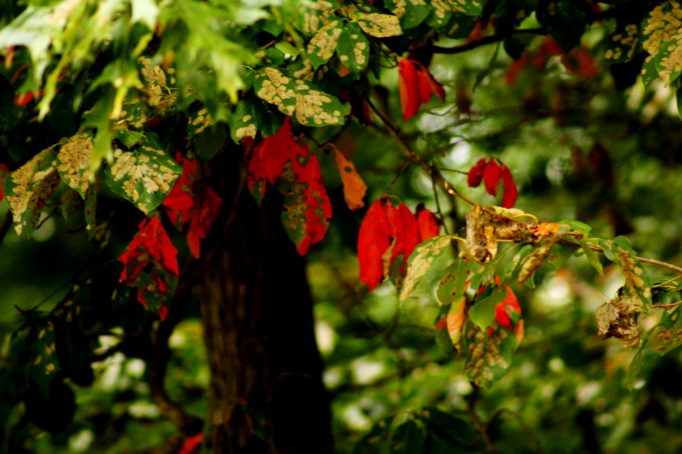 Autumn colors, Leaves, Trees