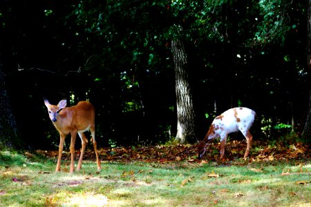 North potomac, United states, Piebald fawn