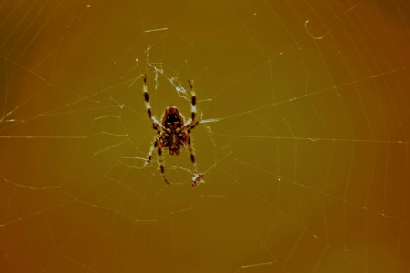 Spider, Arachnids, Nature photography