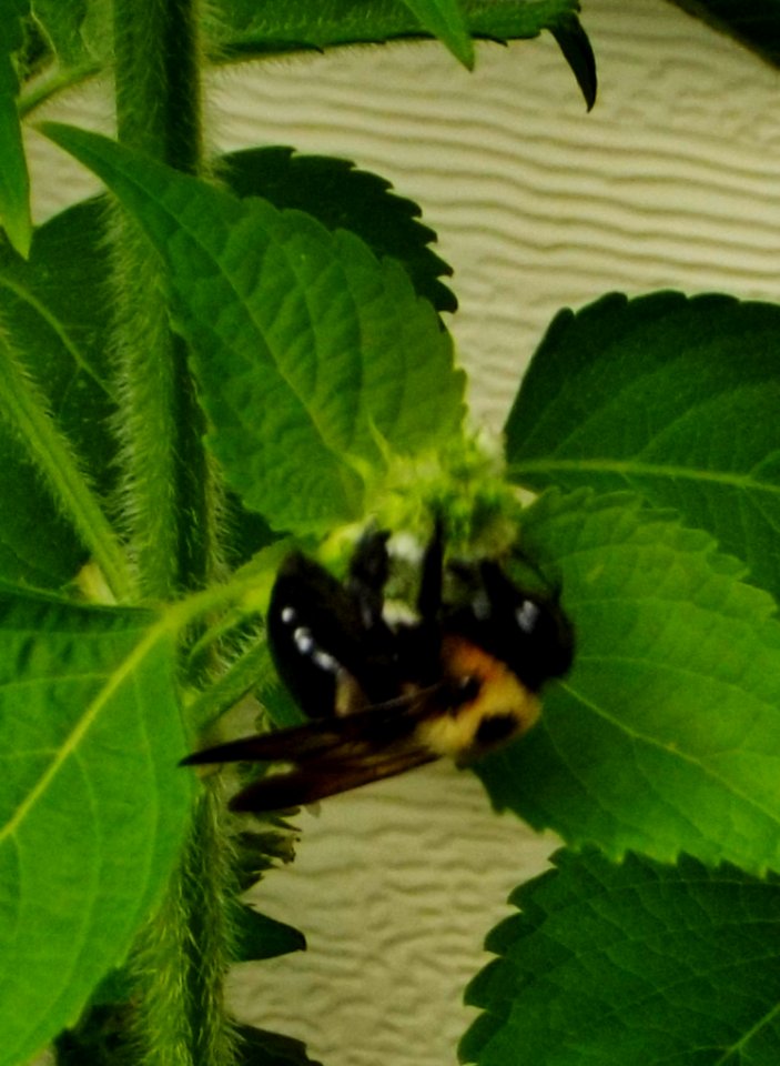 Bee, Insects, Nature photography