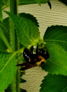 Bee, Insects, Nature photography