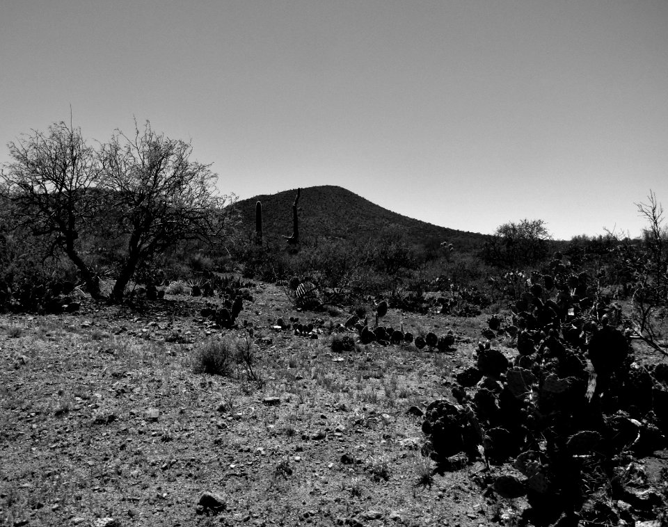 Cactus, Mountains, Trees photo