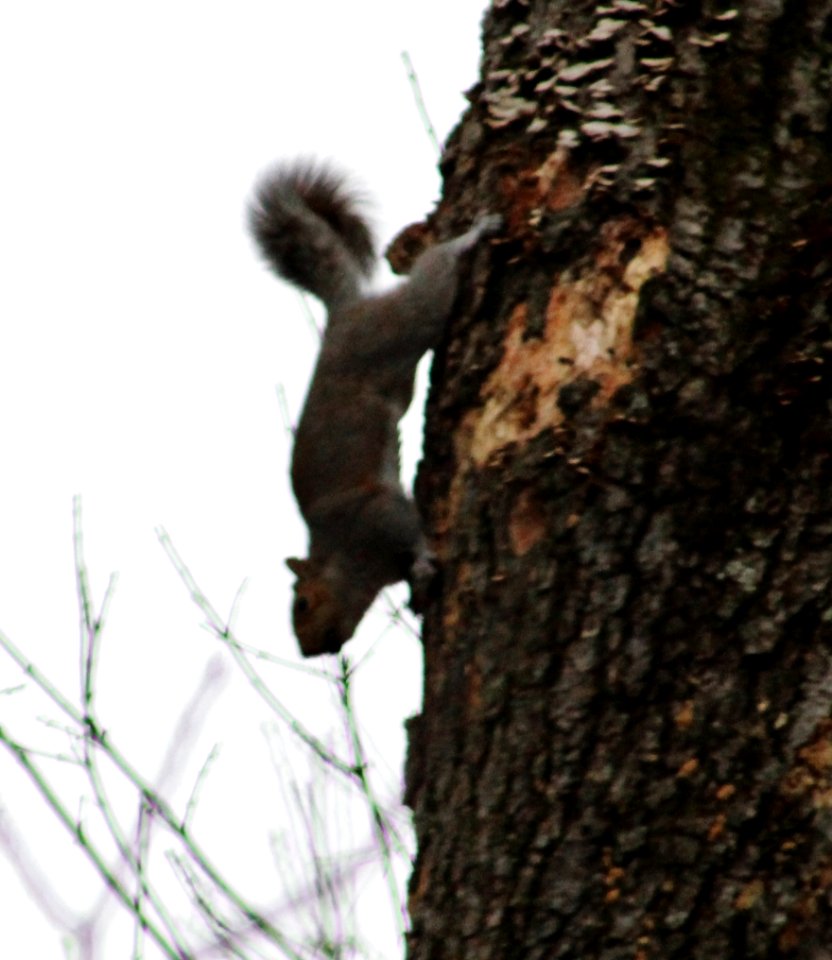 Tree, Squirrel