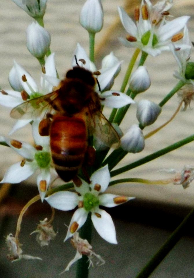 Wasp, Insects, Nature photography