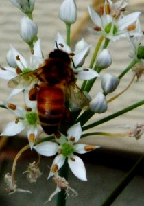 Wasp, Insects, Nature photography