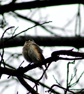 Animals, Tree, Bird photo