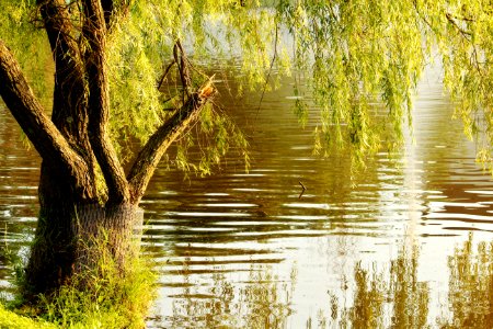 North potomac, United states, Reflections