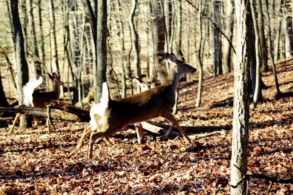 North potomac, United states, Whitetail deer