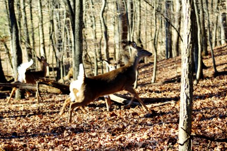 North potomac, United states, Whitetail deer