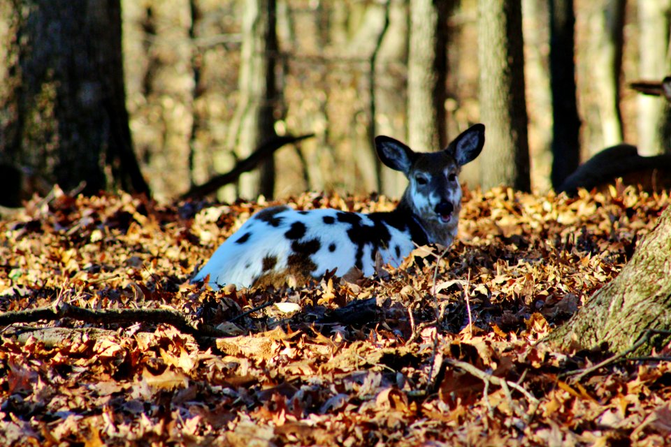 North potomac, United states, Forest