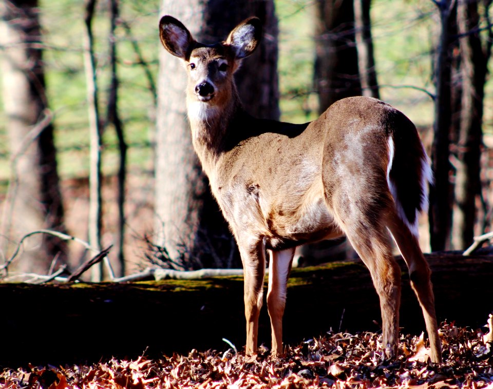 North potomac, United states, Forest