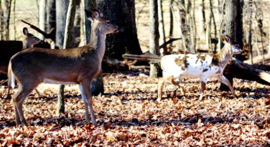 North potomac, United states, Piebald whitetail deer