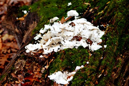 Winter, Lichen, Fallen log