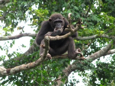 Yaound, Cameroon, Chimpanzee photo