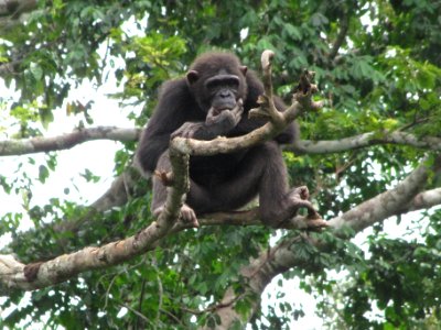 Yaound, Cameroon, Chimpanzee