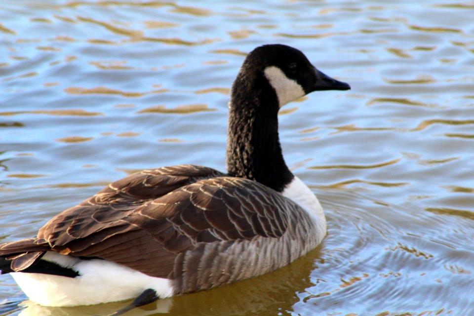North potomac, United states, Water