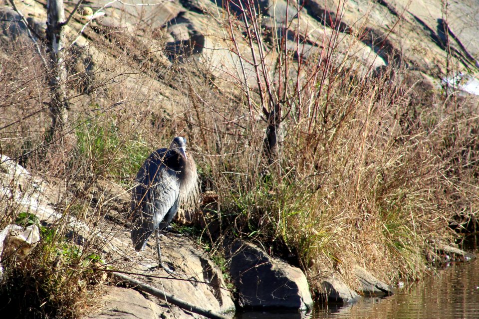 Great blue heron, Bird, Wildlife photography