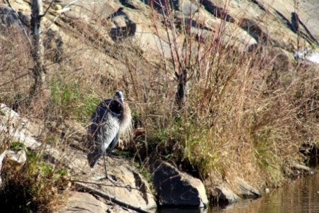 Great blue heron, Bird, Wildlife photography photo