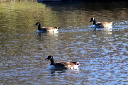 Pond, Canada geese photo