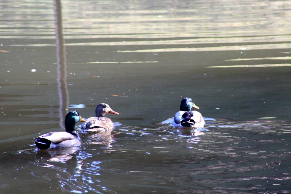 Mallards, Ducks, Birds