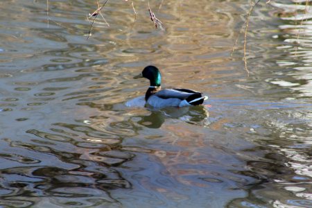 Duck, Bird