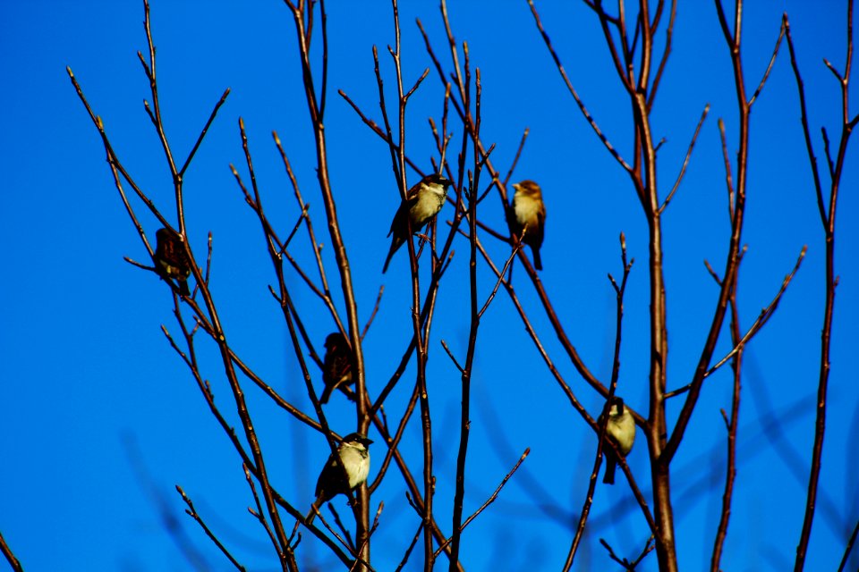 Tree, Birds, Nature photography